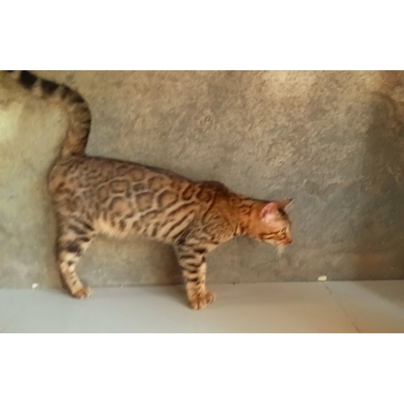 kucing bengal betina