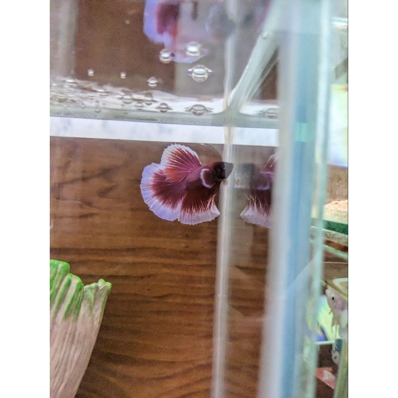 Ikan Cupang Halfmoon Lavender Big Ear