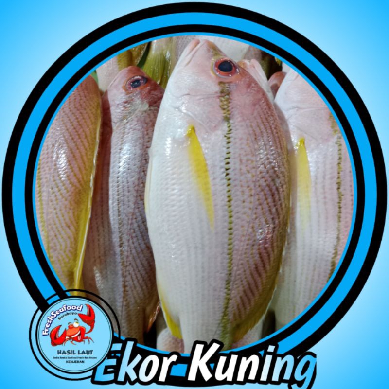 

IKAN EKOR KUNING 1kg