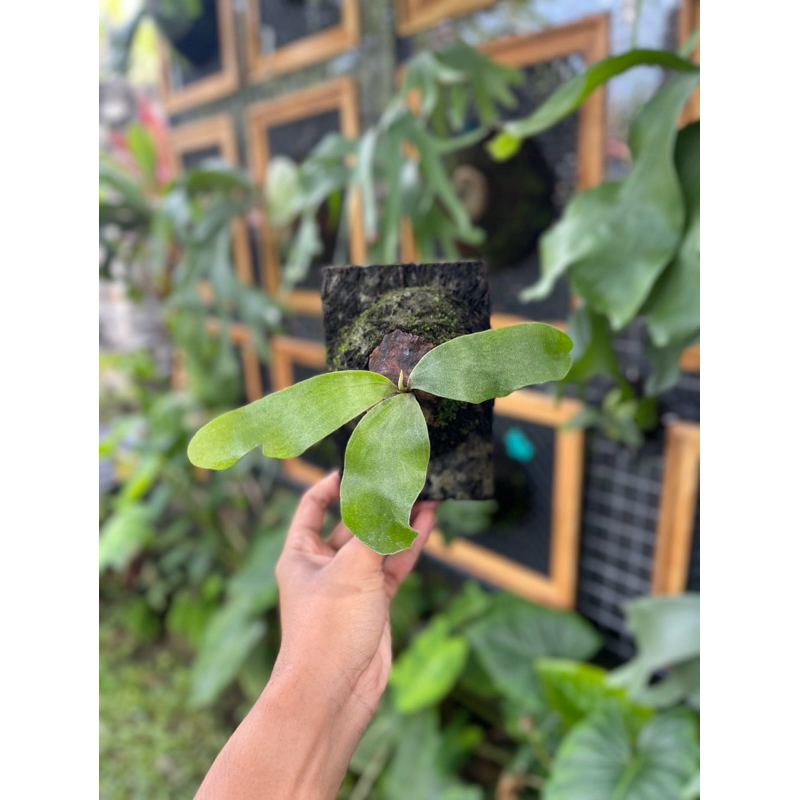 platycerium panama anakan