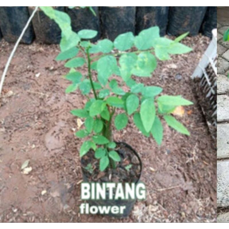 

daun katuk segar