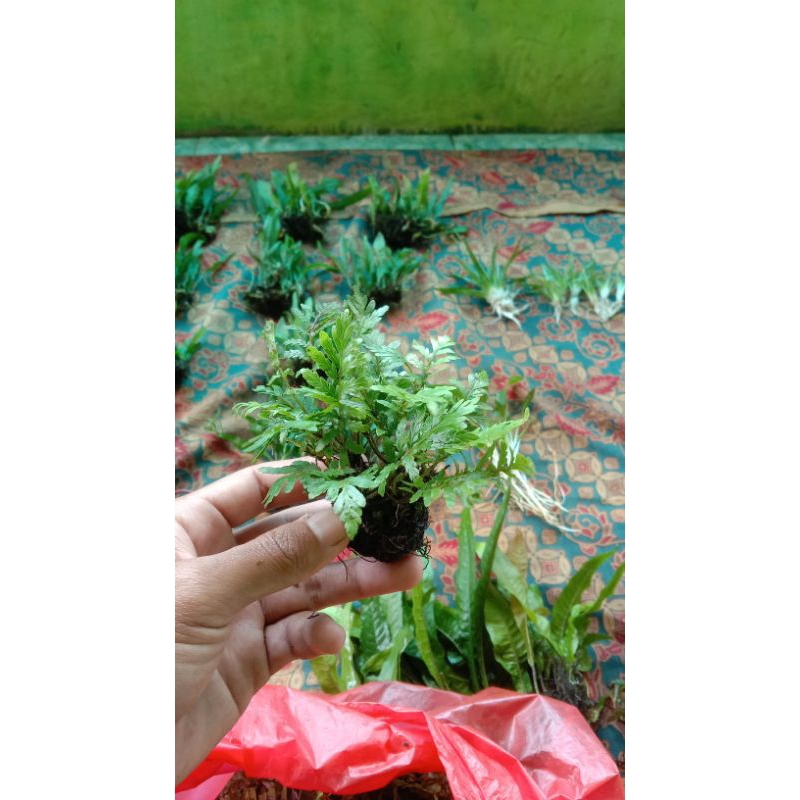 Pakis Air Tanaman Aquascape Media Wabikusa