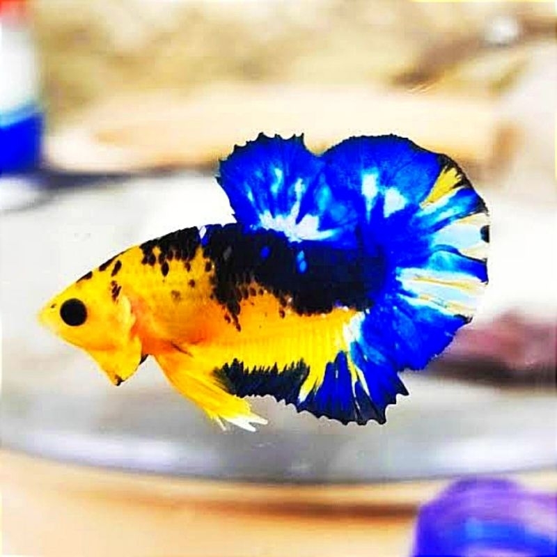 Plakat Yellow Hellboy Hiasan Kamar Male/Female