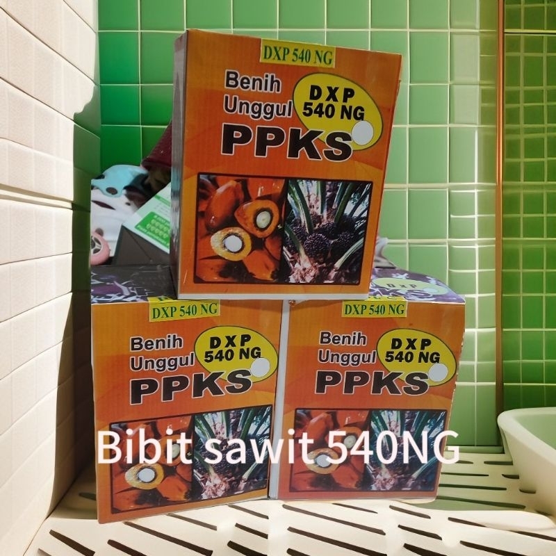 Bibit sawit ppks 540 NG