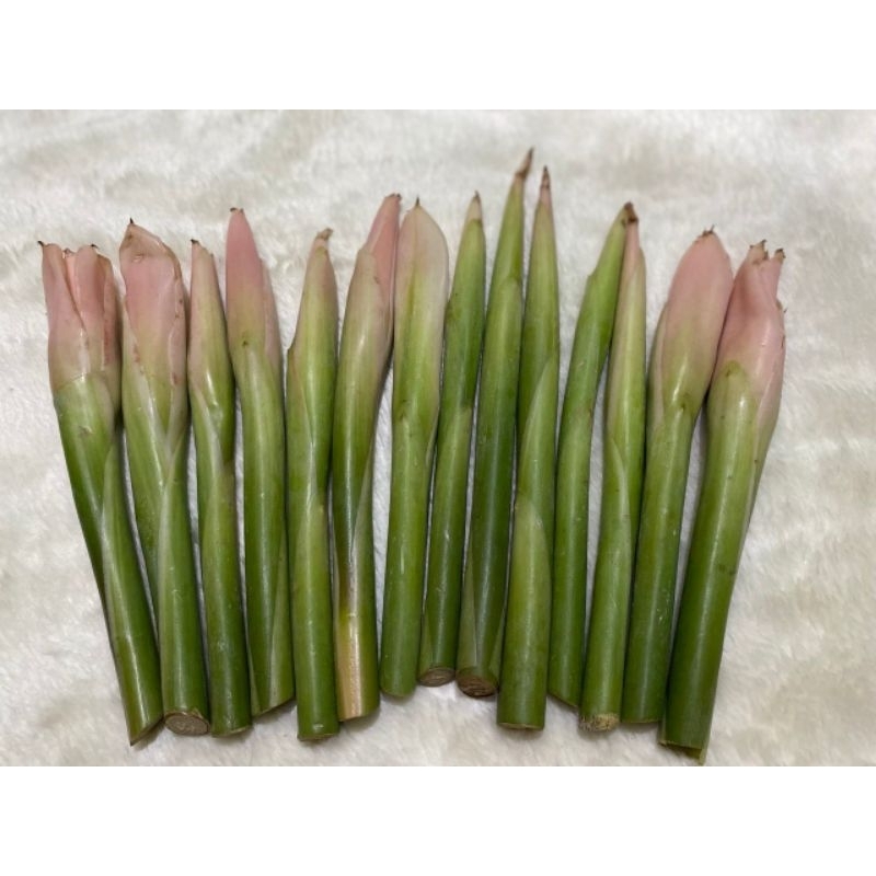 

KECOMBRANG/KINCUNG SEGAR PINK