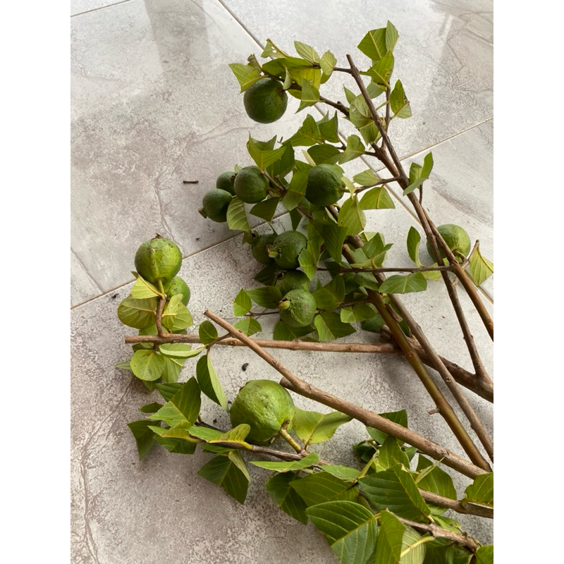 bibit Fresh cangkok jambu kristal merah berbuah