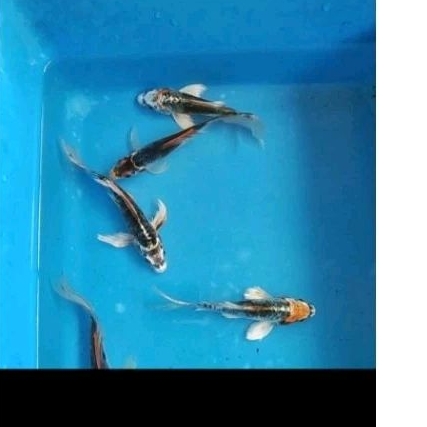 ikan koi kojaku kumpay cantik