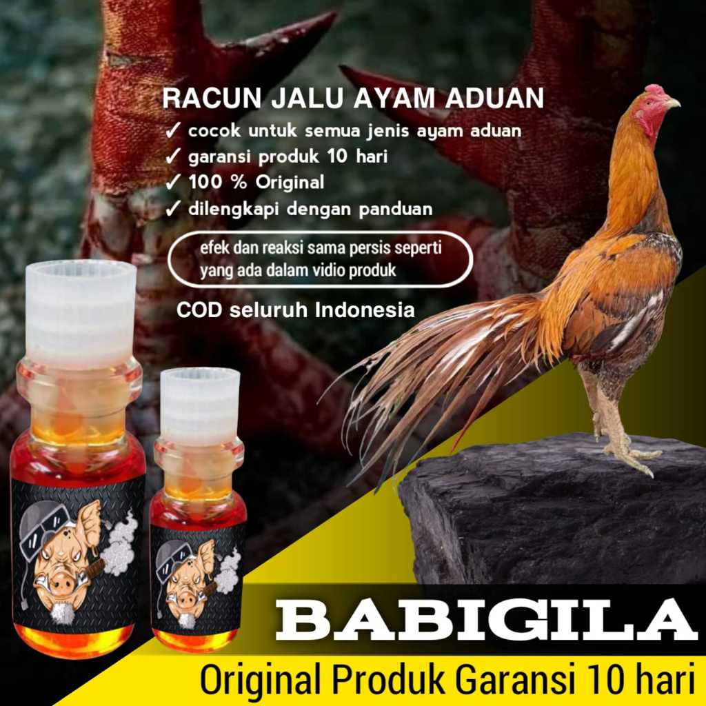 doping ayam bangkok tarung racun jalu babigila
