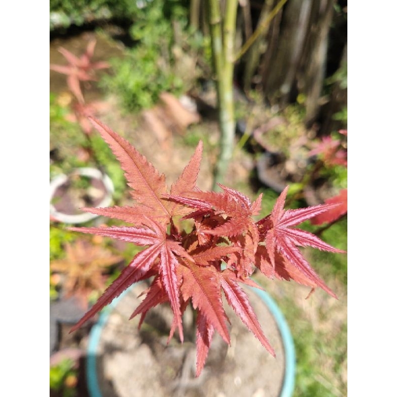 japanese maple