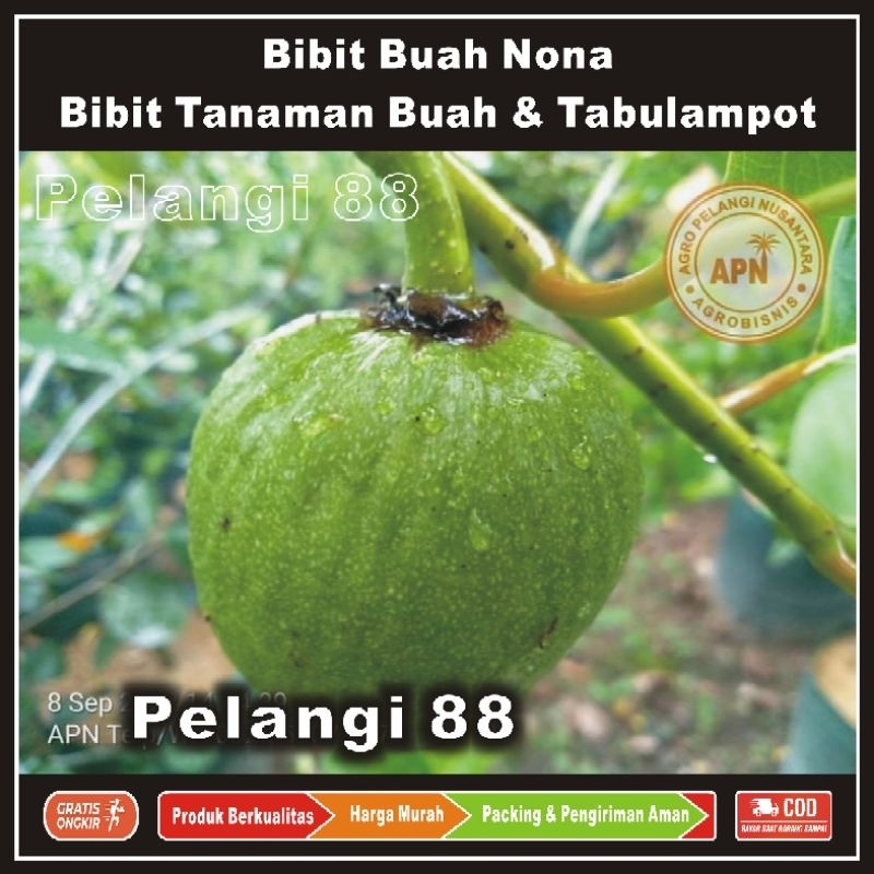 Bibit Srikaya , Bibit Buah Nona , Bibit Sirsak , Bibit Tanaman Buah & Tabulampot , Srikaya , Sirsak 