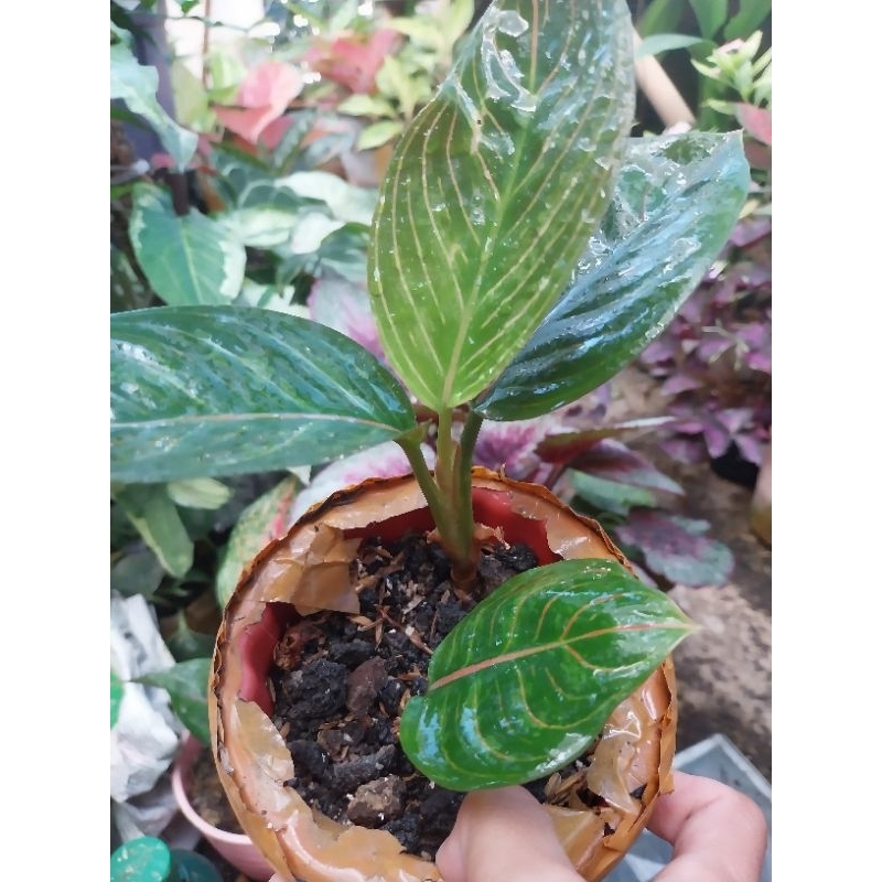 aglonema kresna black anakan rumpun 2