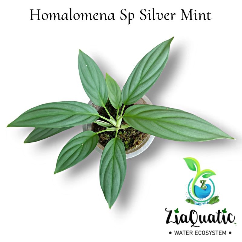 Homalomena Sp "Silver Mint" - Tanaman Paludariumterrrariu ada