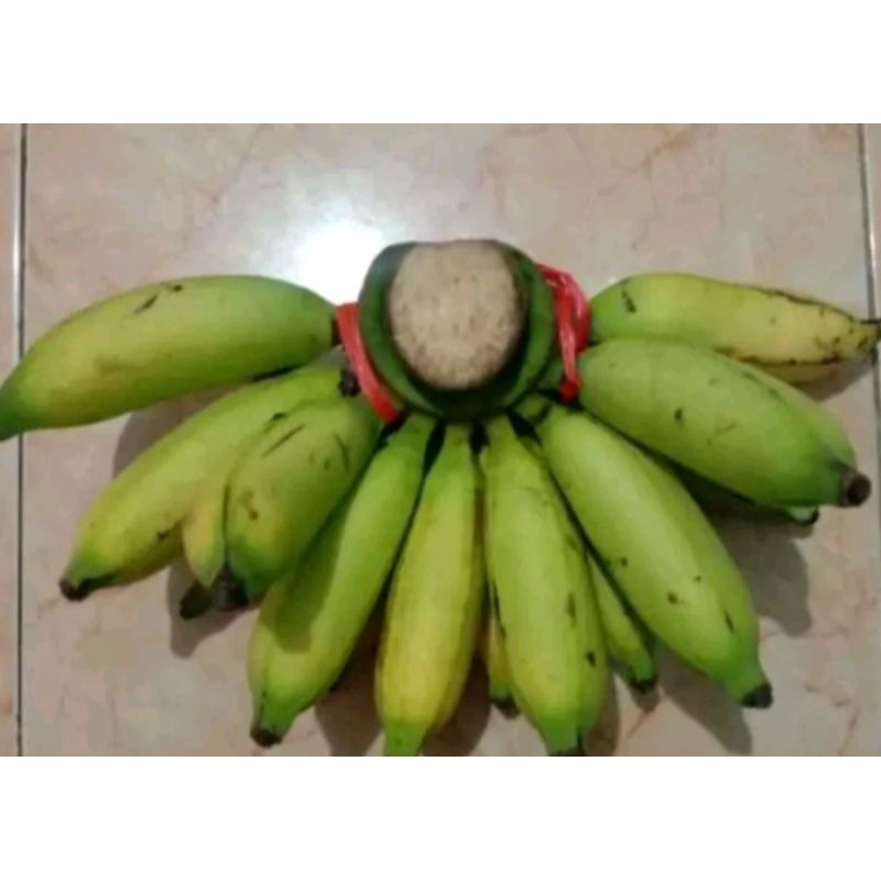 

BIBIT PISANG MULI ATAU PISANG ULI