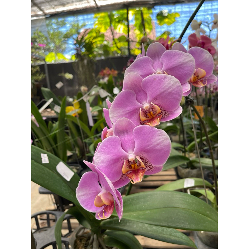 Anggrek Bulan Taiwan