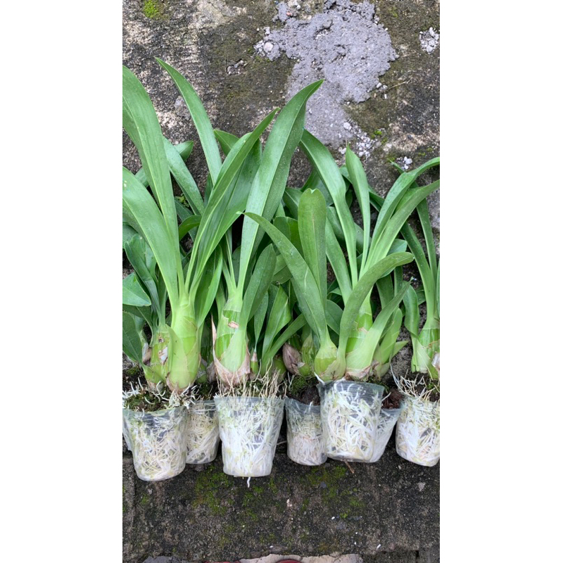 Grammatophyllum Scriptum species Papua