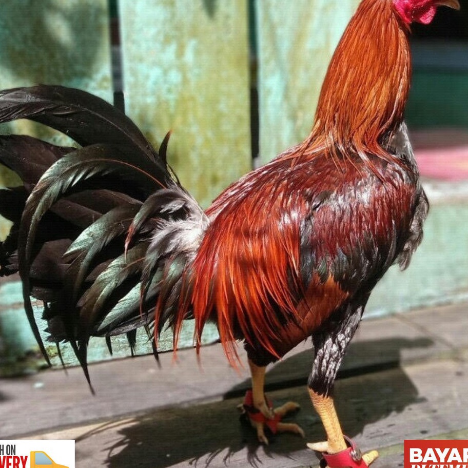 Belanja Cerdas sepatu ayam anti bubul untuk ayam philipin peru dan lainnya