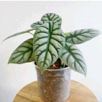 tanaman hias alocasia dragon silver/alocasia silver dragon 5-7daun