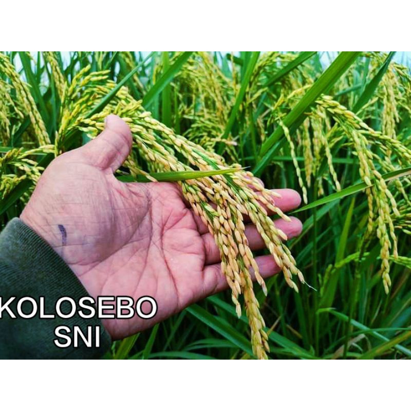 BiBIT PADI KOLOSEBO 02 1KG ORIGINAL