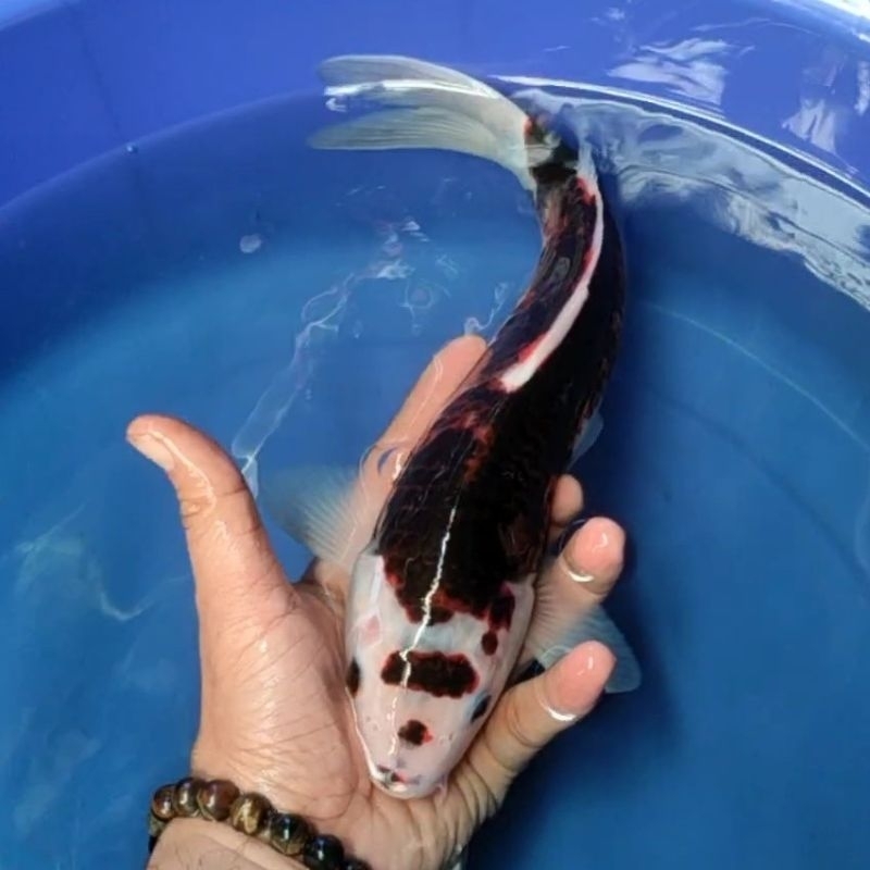 Ikan Koi Blitar Jenis Goromo / Rumah Koi Jakarta / kode 006