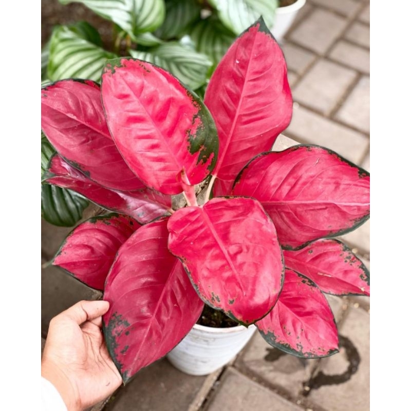 Aglonema Suksom Jaipong-Aglonema Suksom Dewasa 4-6 Daun