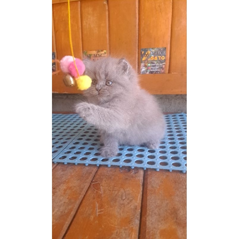 Kitten Persia Longhair Abu Solid