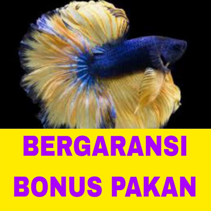 ikan cupang halfmoon sz L isi 11 bergaransi