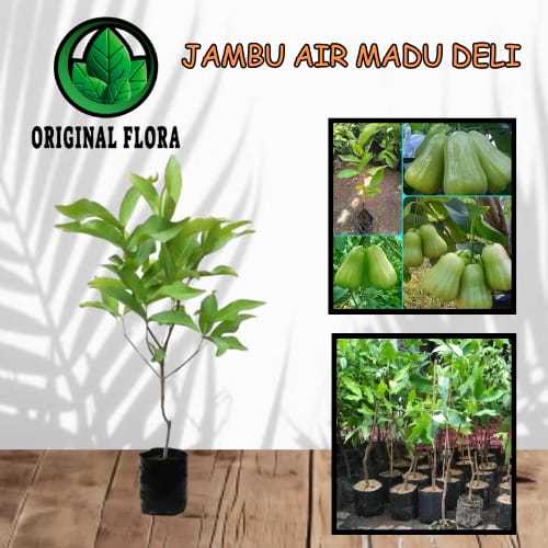 Bibit Tanaman Jambu Air Madu Deli Jambu Madu Deli