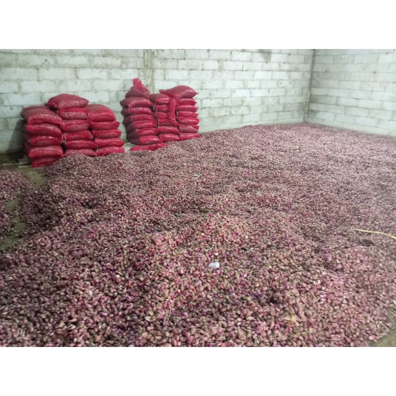 

bawang merah brebes