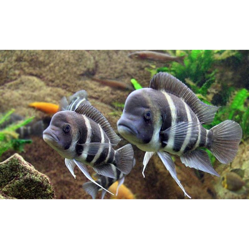 frontosa Burundi cichlid