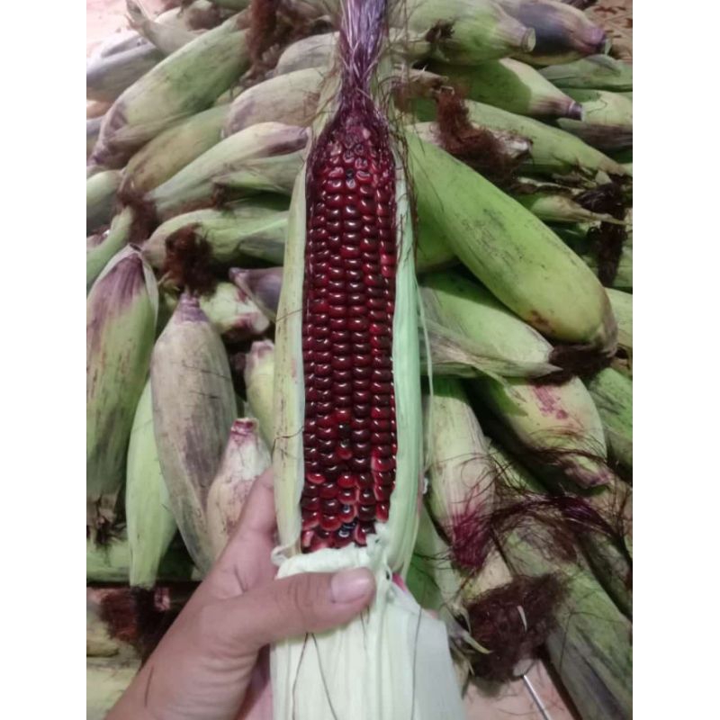 

jagung ketan ungu
