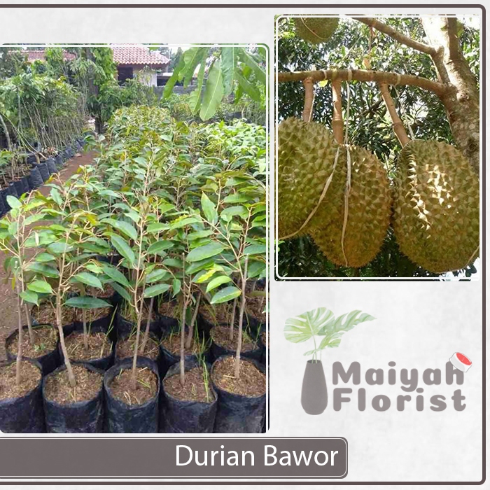 Bibit Tanaman Buah Durian Bawor - Duren Banyumas