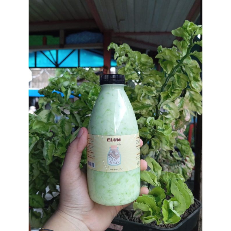 

Minuman Es Lumut