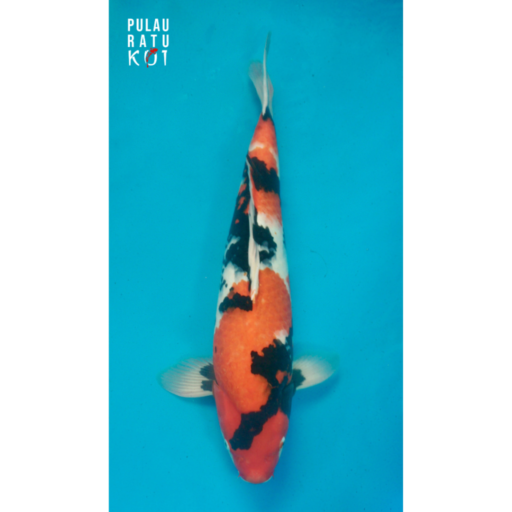 showa isa 65 bu male ikan koi import sertifikat breeder 0345