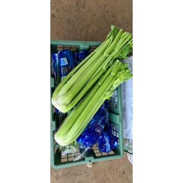 

Laris Celery Stick / Seledri Import Fresh COD|| BY6