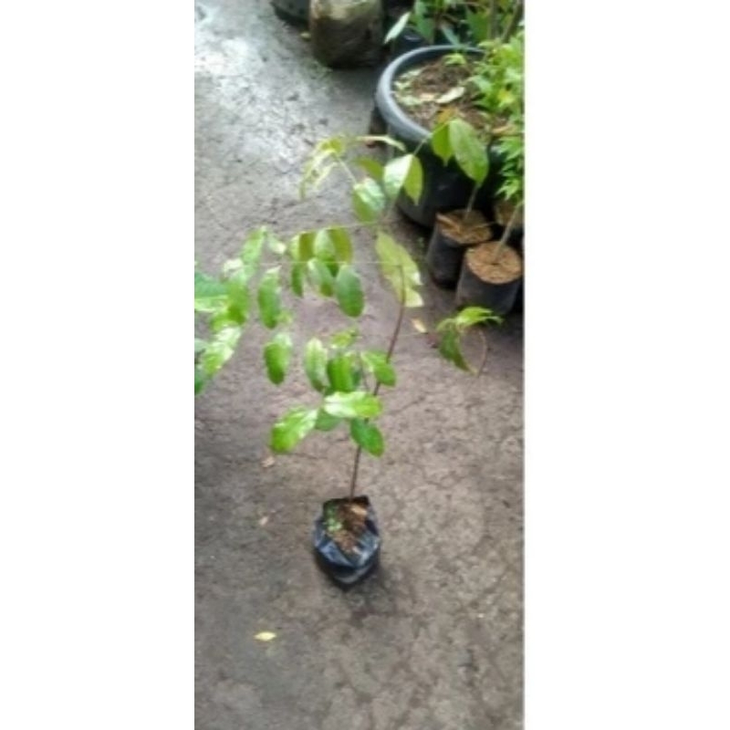 bibit melinjo/tanaman melinjo/tangkil