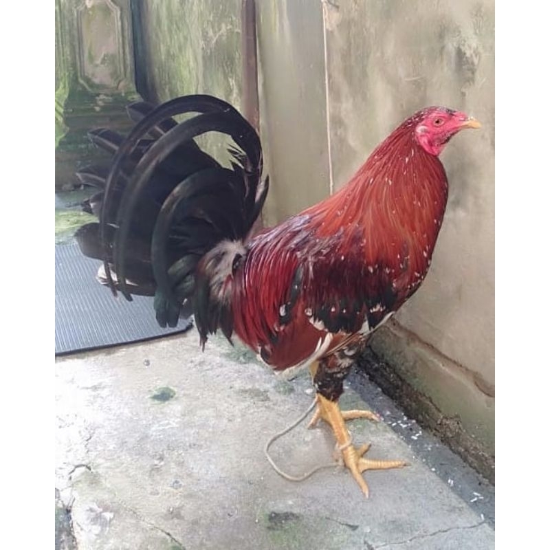 

telur ayam fertil kelso paket 4 butir