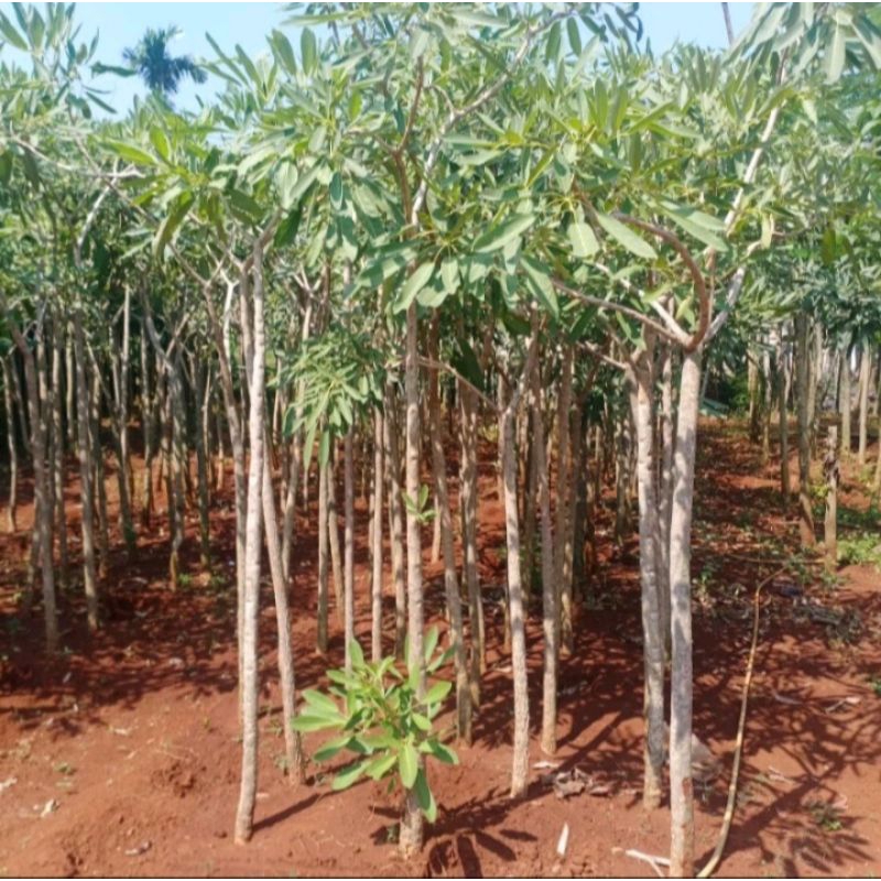 POHON TABEBUYA BUNGA KUNING TINGGI 2 METER // TANAMAN HIAS TABEBUYA BUNGA KUNING TINGGI 2,5 METER
