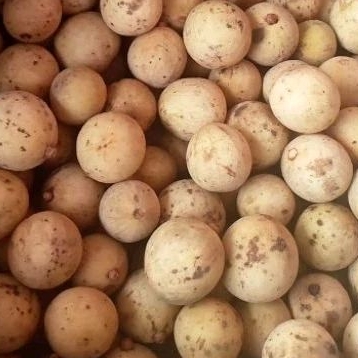 

Duku Palembang Asli 1kg ( Gunung Megang, Muara Enim)