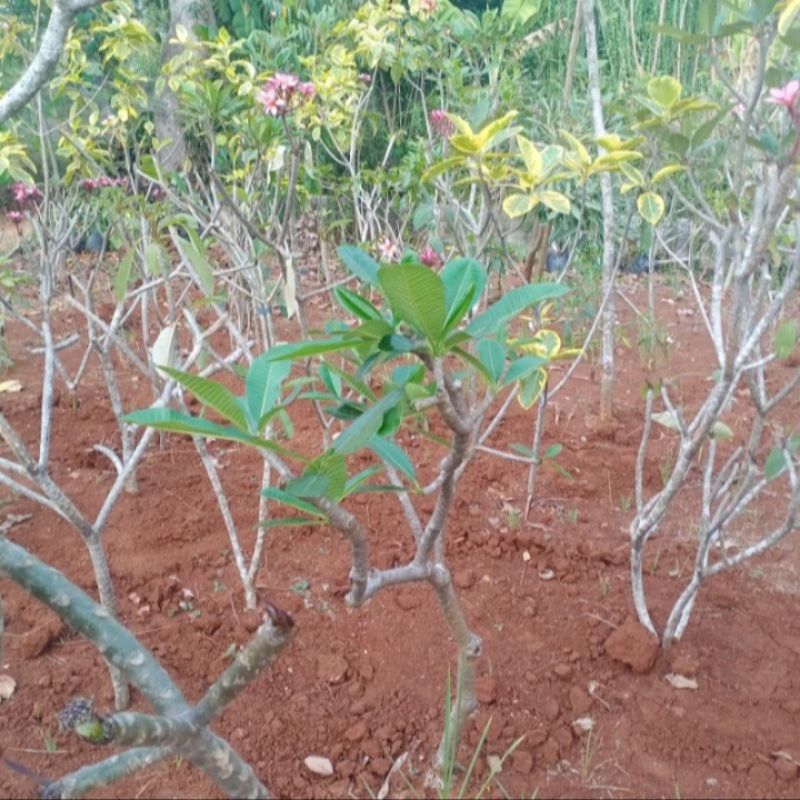 POHON TERMURAH KAMBOJA BALI BUNGA PUTIH//TANAMAN HIAS TERMURAH POHON KAMBOJA BALI BUNGA PUTIH TINGGI