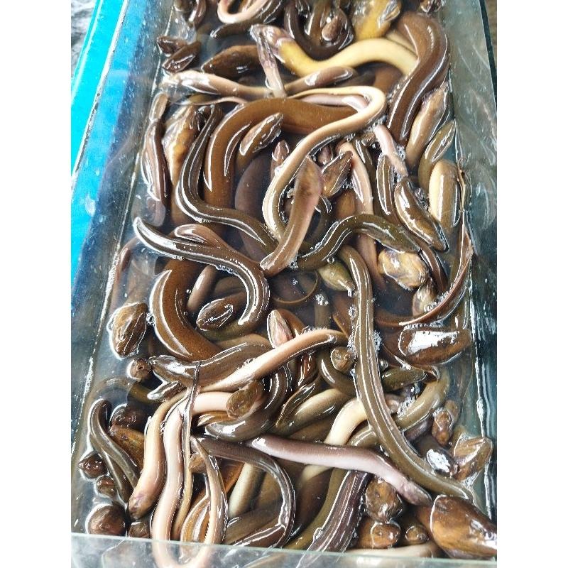

Belut hidup 1 kg ( baca deskripsi sebelum beli)