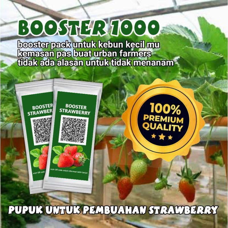 Booster strawberry untuk pembuahan tanaman strawberry