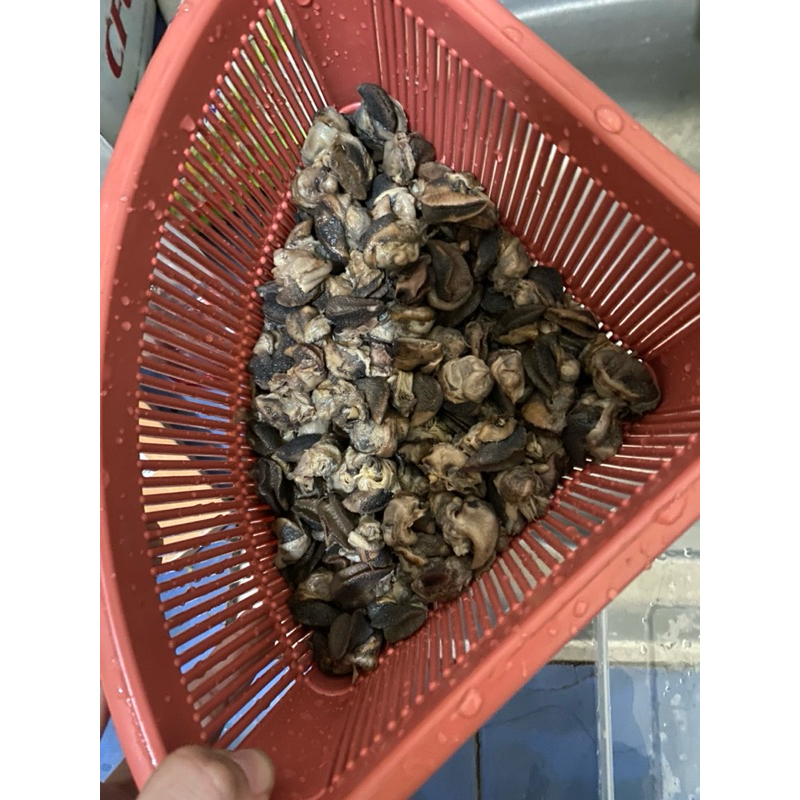 

Daging Bekicot 1kg Tanpa Cangkang