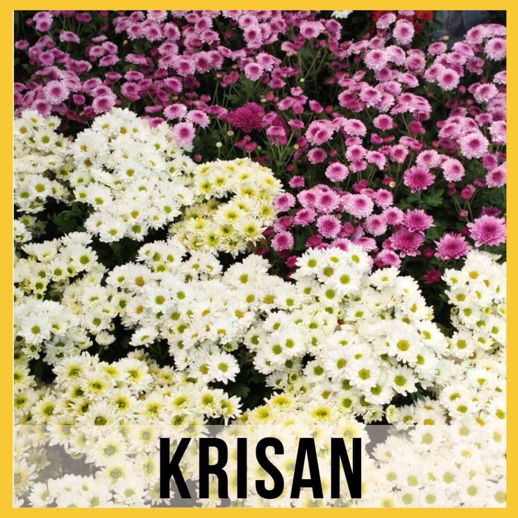 Bunga Krisan / Tanaman Krisan berbunga / Bibit Bunga Krisan Hidup Pilih Warna