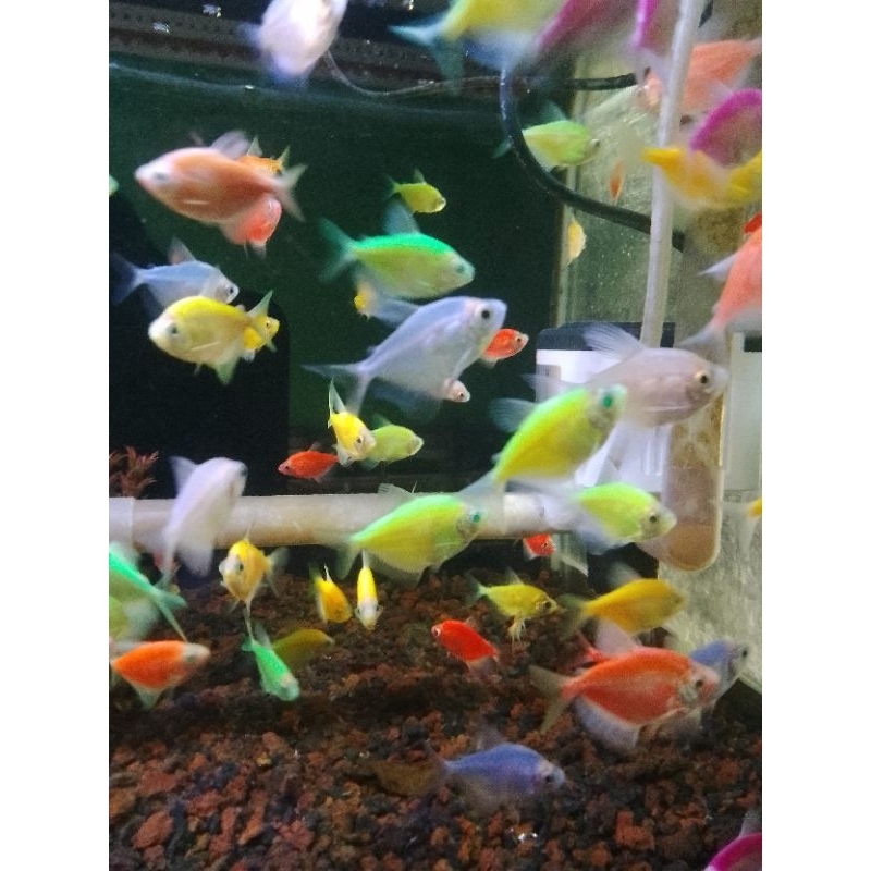 

ikan glowfise besar