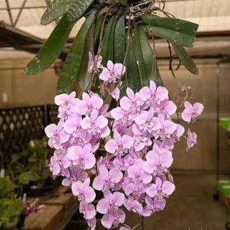 Angbul phalaenopsis schilleriana