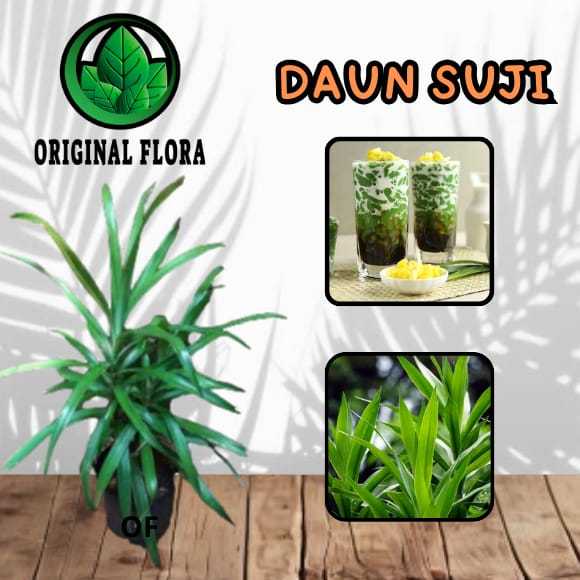 Bibit Daun Suji Pewarna Makanan Alami Pohon Suji Bibit Daun Suji Tanaman Daun Suji
