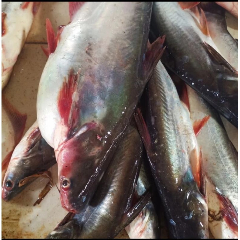 

Ikan Patin Segar