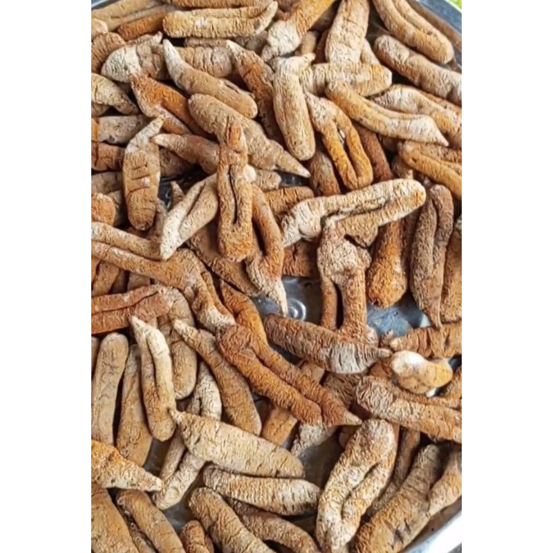 

teripang blonyo/ubi laut