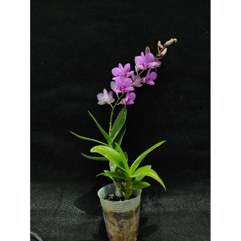 Dendrobium bulat dewasa