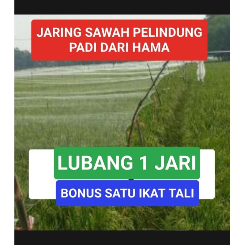 Jaring burung sawah lubang 1 jari jaring bonus tali jaring burung emperit padi jaring burung Pipit s